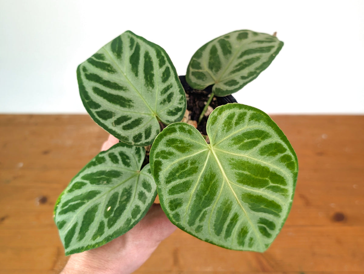 Anthurium Silver Blush