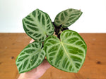 Anthurium Silver Blush
