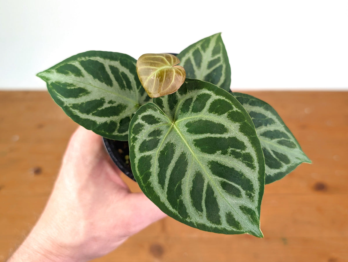 Anthurium Silver Blush