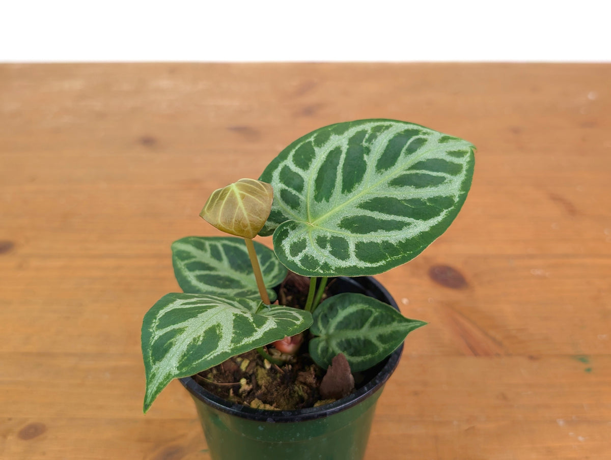 Anthurium Silver Blush