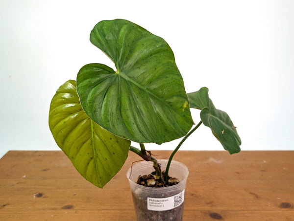 Philodendron Sodiroi aff x Verrucosum 2