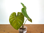 Philodendron Sodiroi aff x Verrucosum 2