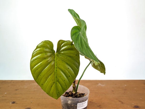 Philodendron Sodiroi aff x Verrucosum 2