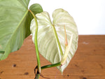 Philodendron Sodiroi aff x Verrucosum 2