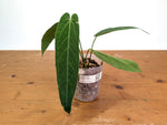 Anthurium Zamora Queen - Very Narrow Large Mature - Exact Plant  #28A