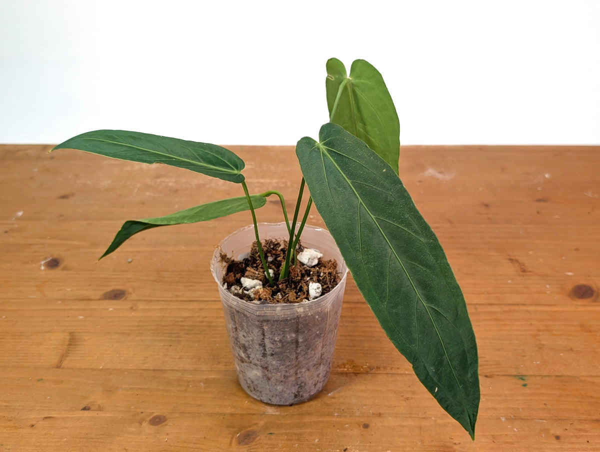 Anthurium Zamora Queen - Very Narrow Large Mature - Exact Plant  #28A