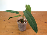 Anthurium Zamora Queen - Very Narrow Large Mature - Exact Plant  #28A