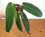 Anthurium Zamora Queen - Very Narrow Large Mature - Exact Plant  #28A