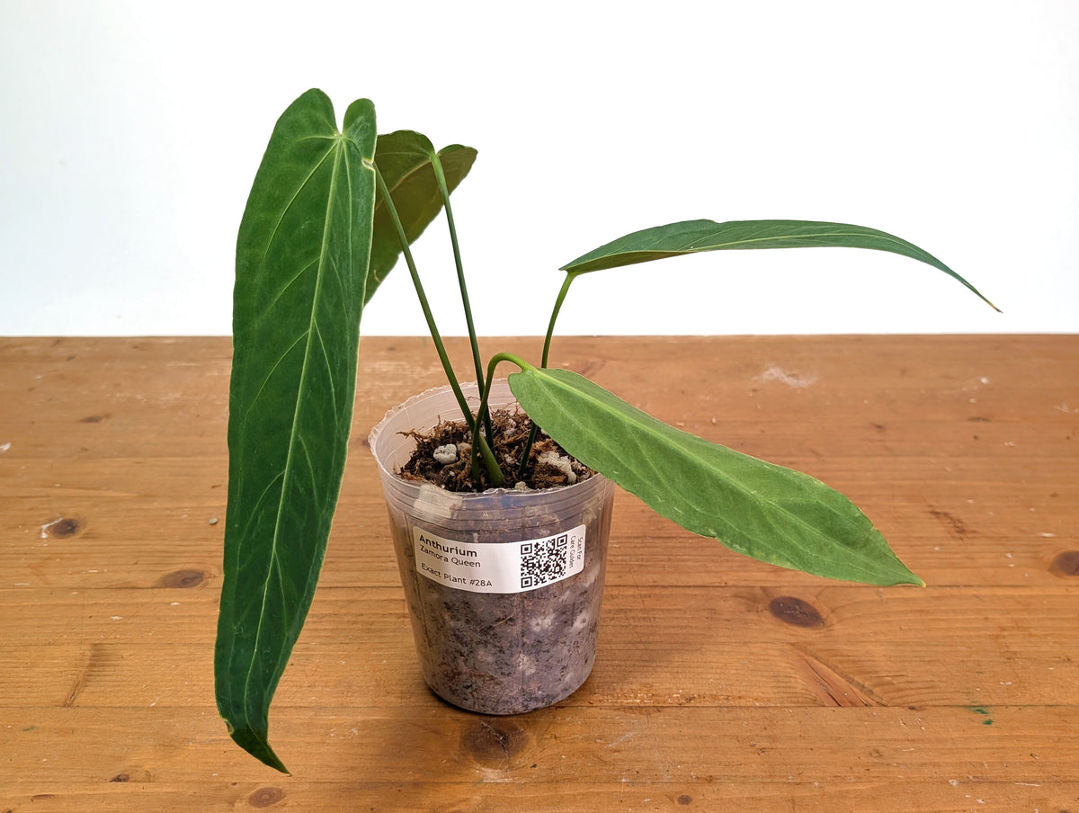 Anthurium Zamora Queen - Narrow Large Mature - Exact Plant  #28B