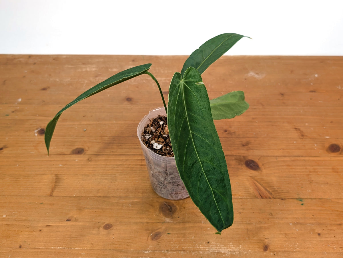 Anthurium Zamora Queen - Very Narrow Large Mature - Exact Plant  #28A