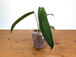 Anthurium Zamora Queen - Narrow Large Mature - Exact Plant  #28B