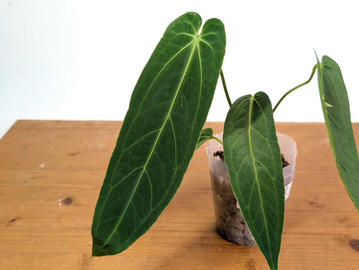 Anthurium Zamora Queen - Narrow Large Mature - Exact Plant  #28B