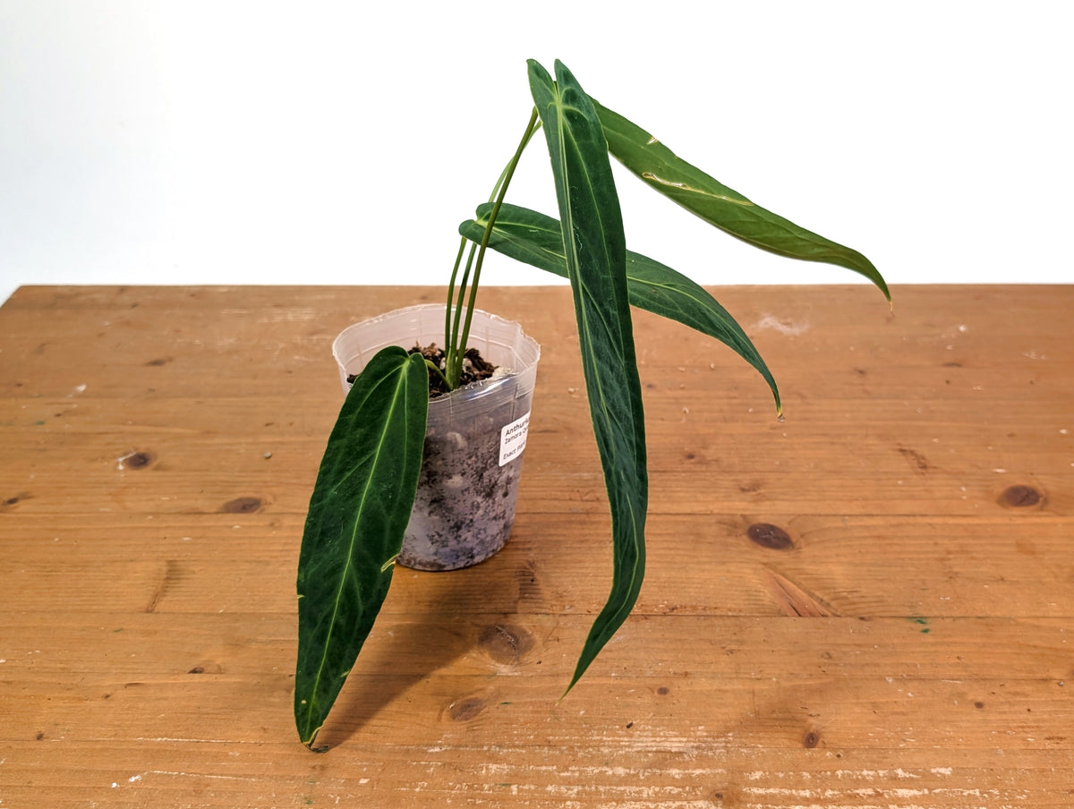Anthurium Zamora Queen - Narrow Large Mature - Exact Plant  #28B