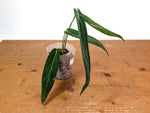Anthurium Zamora Queen - Narrow Large Mature - Exact Plant  #28B