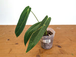 Anthurium Zamora Queen - Narrow Large Mature - Exact Plant  #28B