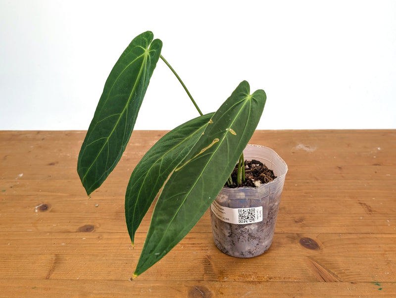 Anthurium Zamora Queen - Narrow Large Mature - Exact Plant  #28B