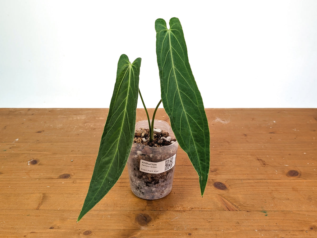 Anthurium Zamora Queen - Super Narrow Large Mature 12" Tall - Exact Plant  #28C