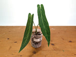 Anthurium Zamora Queen - Super Narrow Large Mature 12" Tall - Exact Plant  #28C
