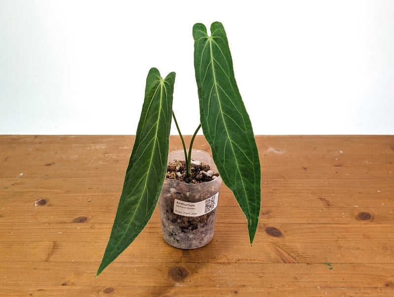 Anthurium Zamora Queen - Super Narrow Large Mature 12" Tall - Exact Plant  #28C