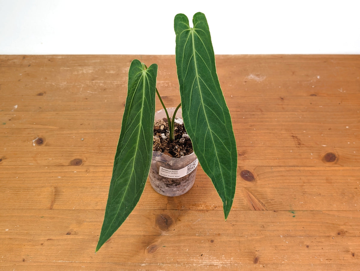 Anthurium Zamora Queen - Super Narrow Large Mature 12" Tall - Exact Plant  #28C