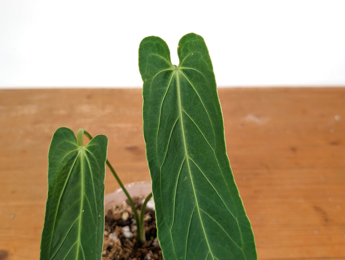 Anthurium Zamora Queen - Super Narrow Large Mature 12" Tall - Exact Plant  #28C