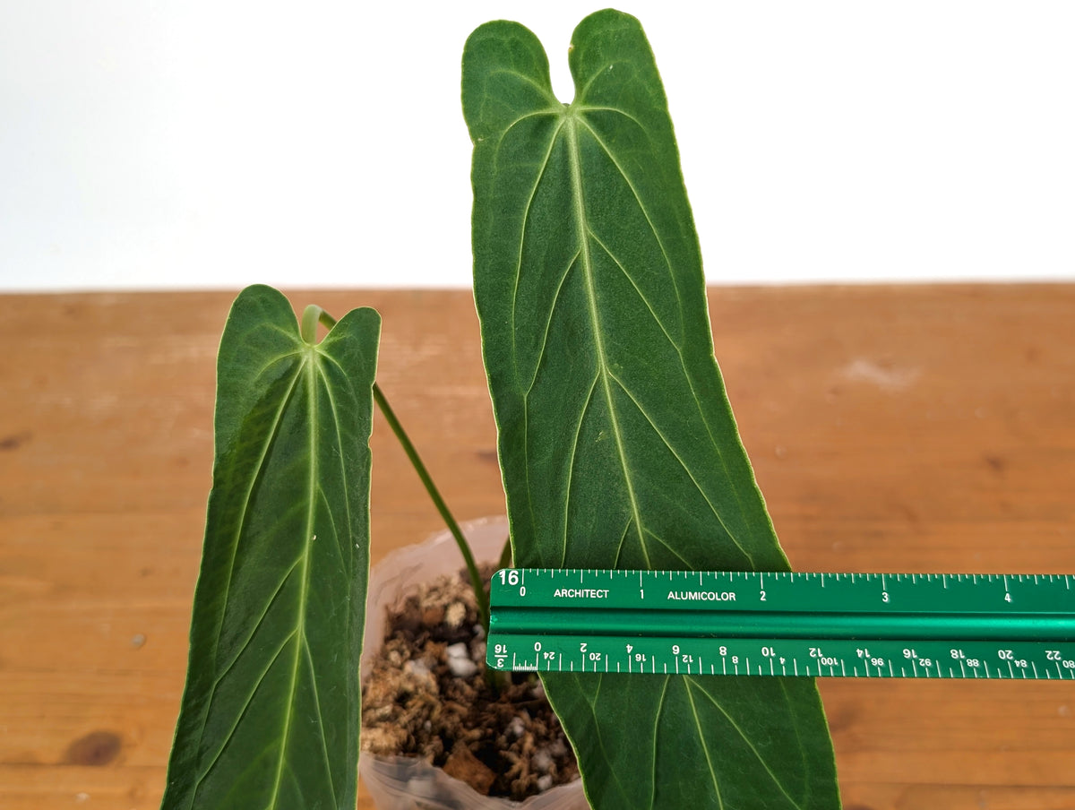 Anthurium Zamora Queen - Super Narrow Large Mature 12" Tall - Exact Plant  #28C