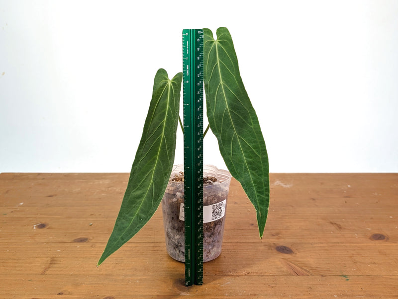Anthurium Zamora Queen - Super Narrow Large Mature 12" Tall - Exact Plant  #28C