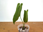 Anthurium Zamora Queen - Super Narrow Large Mature 12" Tall - Exact Plant  #28C
