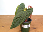 Anthurium Amazon Diamond 'Narrow' - (Besseae aff. x Luxurians)