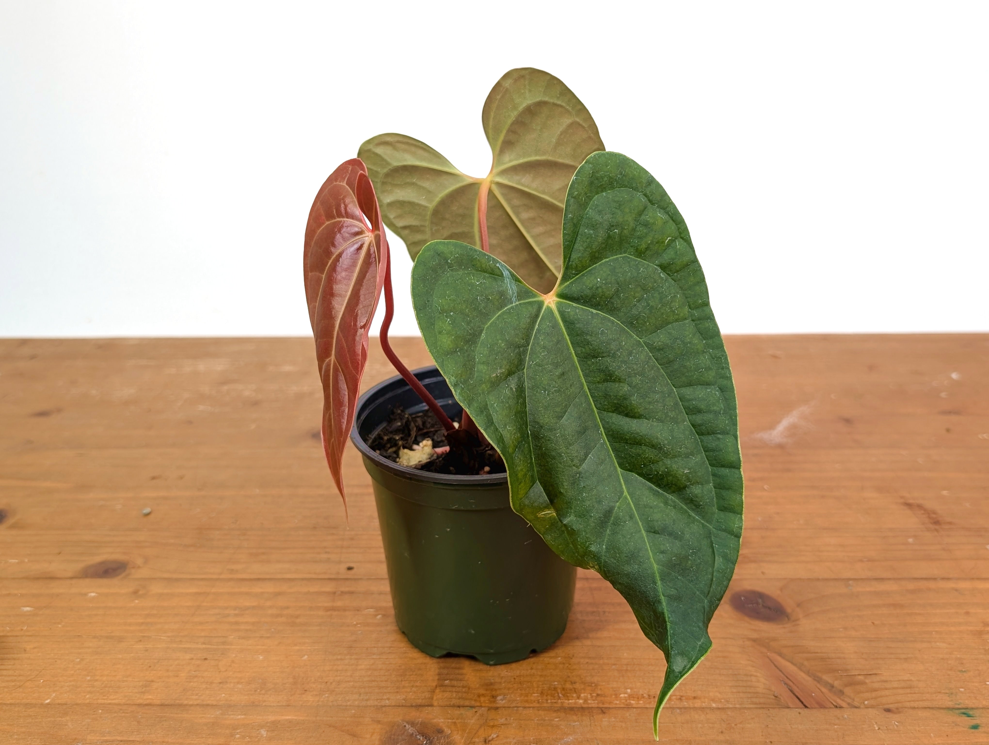 Anthurium Amazon Diamond 'Narrow Form' – Plantamani Plants