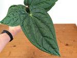 Anthurium Raven Soul 'Narrow Form' (Crystallinum x Luxurians)