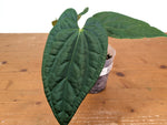 Anthurium Raven Soul 'Narrow Form' (Crystallinum x Luxurians)