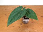 Anthurium Raven Soul 'Narrow Form' (Crystallinum x Luxurians)