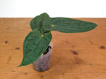 Anthurium Raven Soul 'Narrow Form' (Crystallinum x Luxurians)