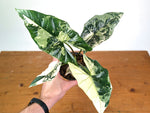 Alocasia Simpo Albo - Exact Plant 4" Pot #28A