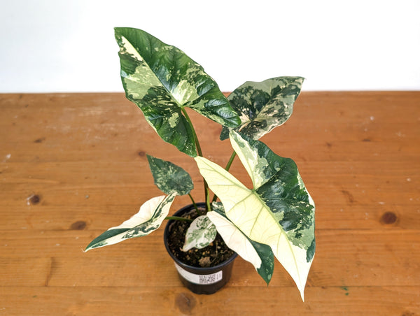 Alocasia Simpo Albo - Exact Plant 4" Pot #28A