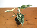 Alocasia Simpo Albo - Exact Plant 4" Pot #28A