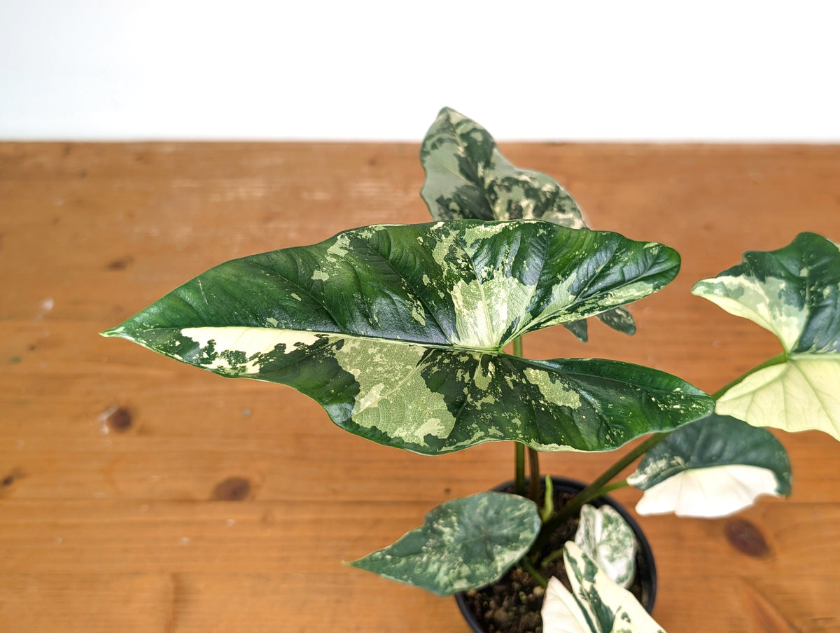 Alocasia Simpo Albo - Exact Plant 4" Pot #28A