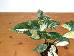 Alocasia Simpo Albo - Exact Plant 4" Pot #28A