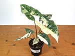 Alocasia Simpo Albo - Exact Plant 4" Pot #28A