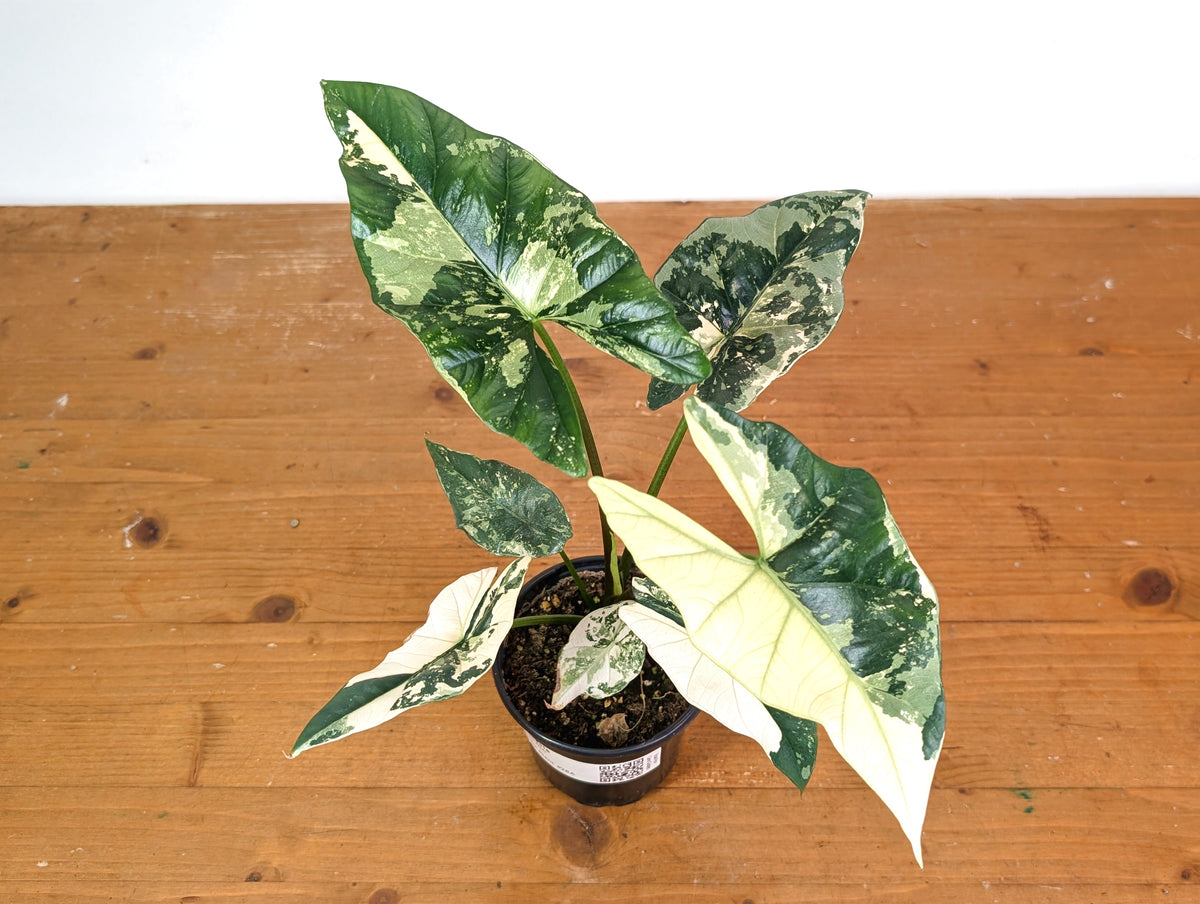 Alocasia Simpo Albo - Exact Plant 4" Pot #28A