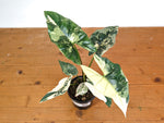 Alocasia Simpo Albo - Exact Plant 4" Pot #28A