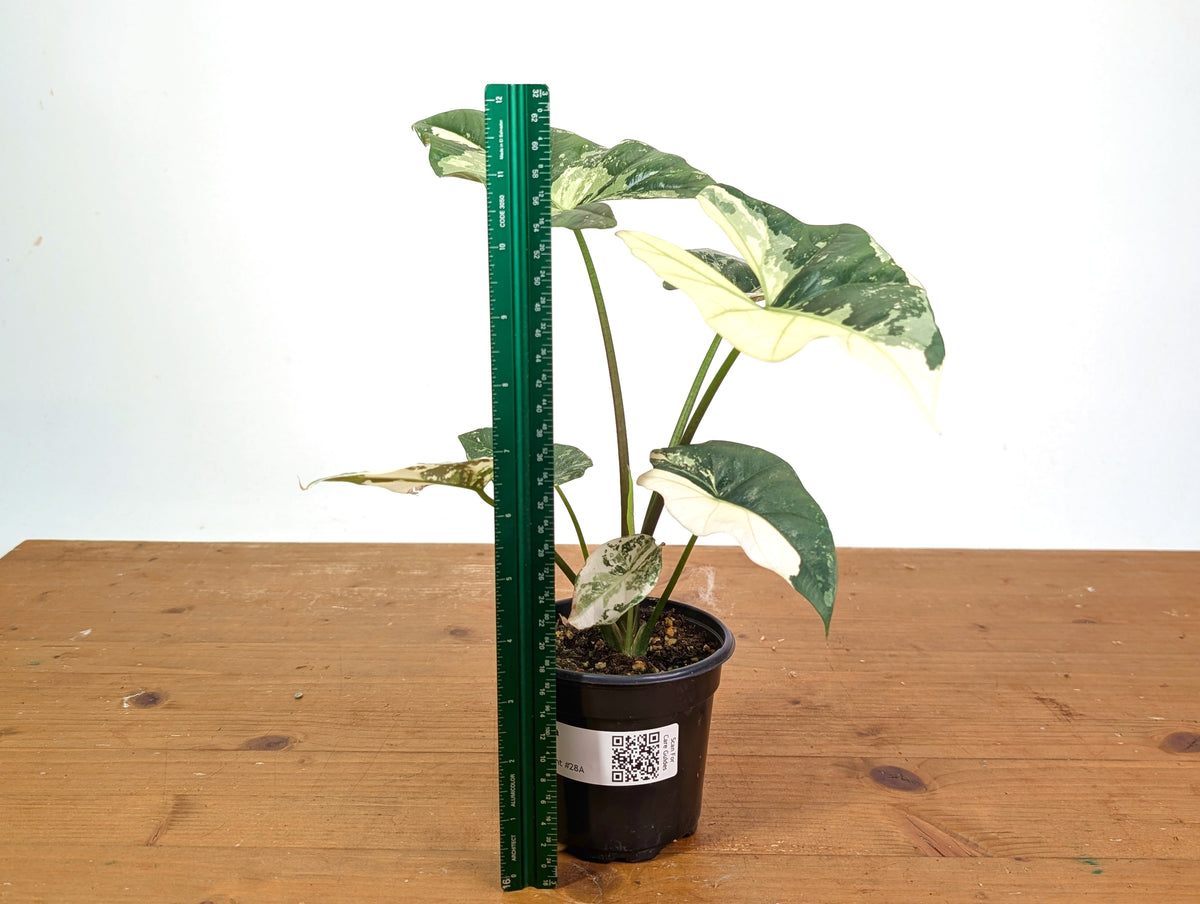 Alocasia Simpo Albo - Exact Plant 4" Pot #28A
