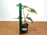Alocasia Simpo Albo - Exact Plant 4" Pot #28A