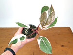 Philodendron Pink Princess Mutation - Exact Plant #28A - 4" pot