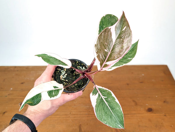 Philodendron Pink Princess Mutation - Exact Plant #28A - 4" pot