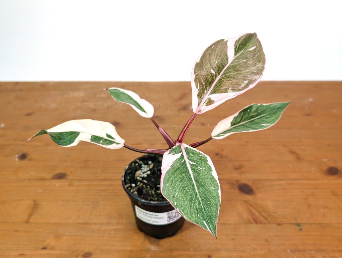 Philodendron Pink Princess Mutation - Exact Plant #28A - 4" pot
