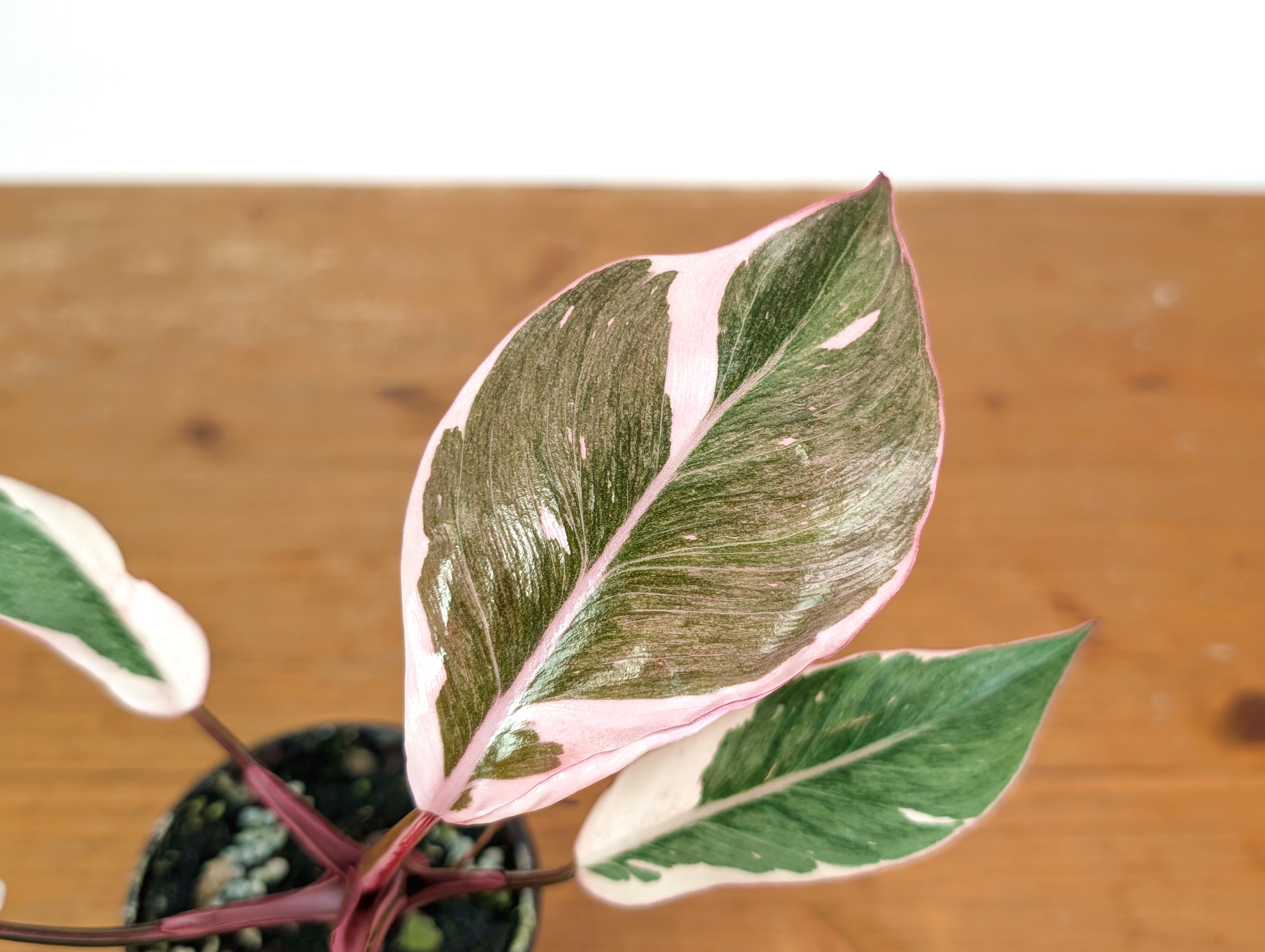 Philodendron Pink Princess Mutation - Exact Plant #28A - 4