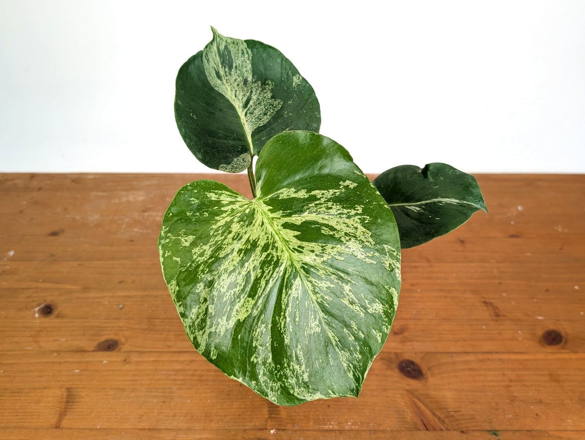Monstera Bulbasaur - Exact Plant 4" Pot #28A