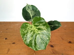 Monstera Bulbasaur - Exact Plant 4" Pot #28A